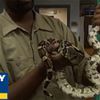 Boa Constrictor Found In Morningside Heights Laundromat